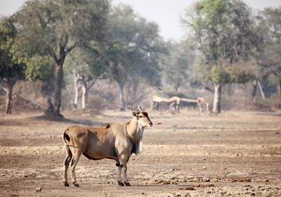 Eland